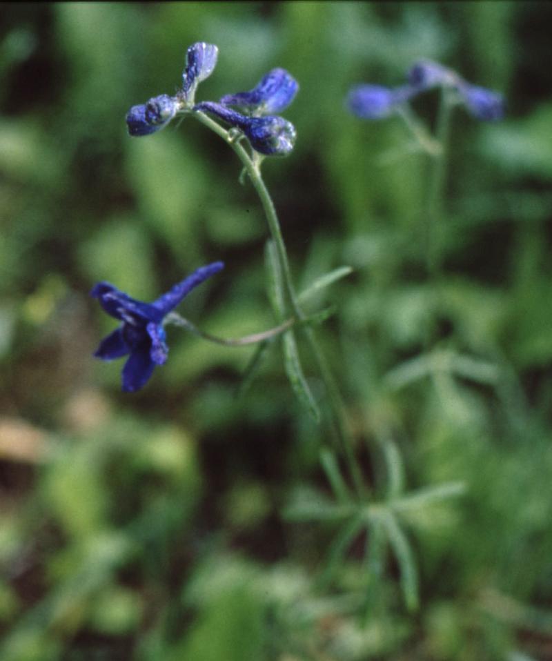ES17 - Nuttalls Larkspur.jpg - Nuttall's Larkspur